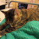 Illustration for article titled Fruuuuitfly solutions? (+ Bonus cat pic)